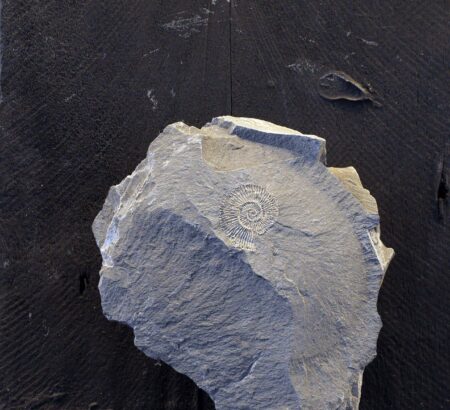 ammonite dactylioceras germany