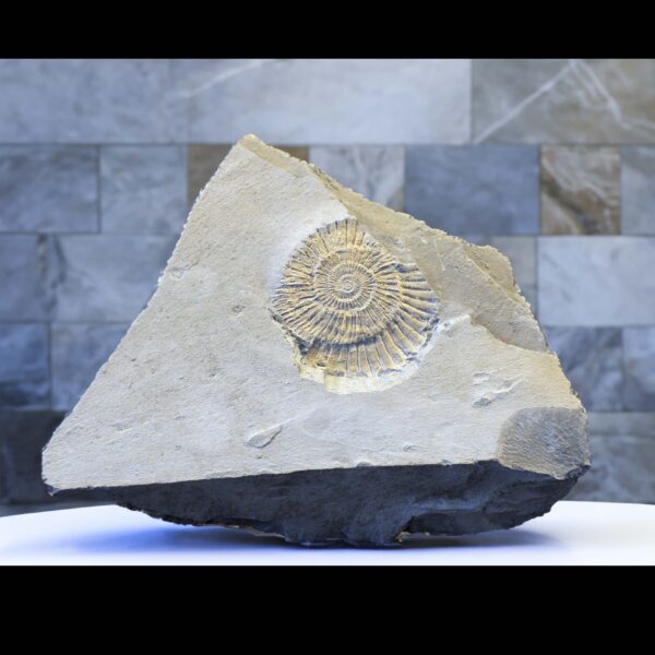 ammonite dactylioceras germany