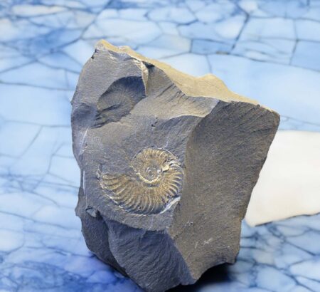Harpoceras Ammonite Germany