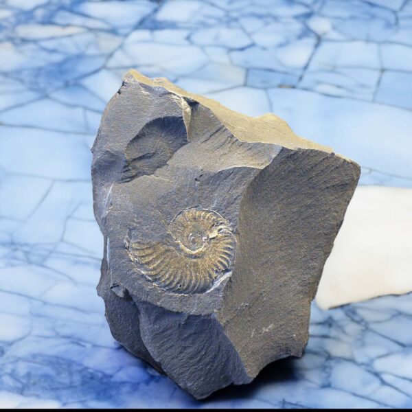 Harpoceras Ammonite Germany
